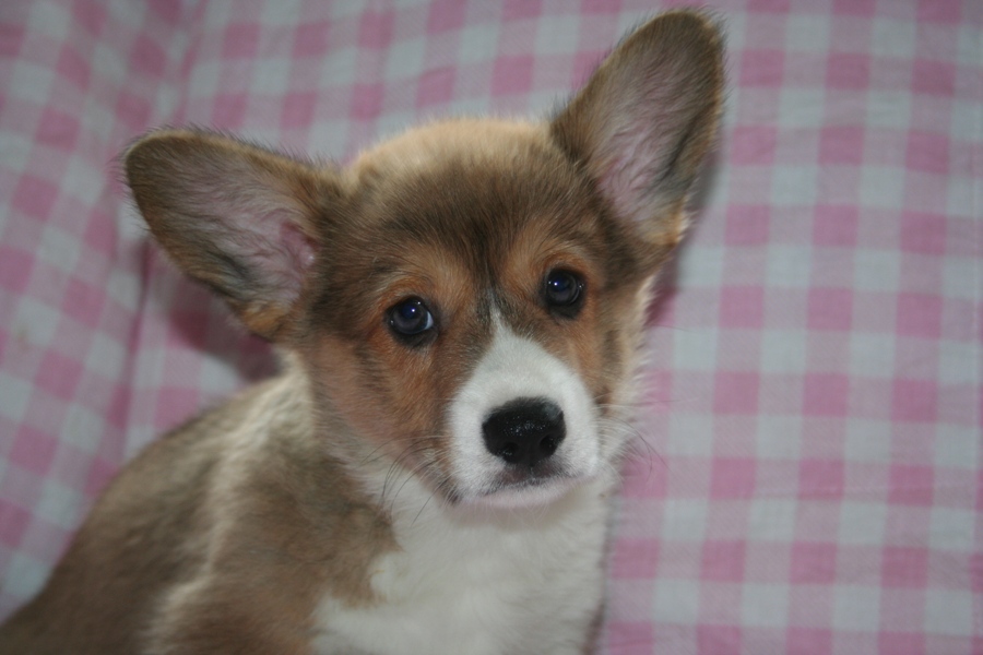 Puppies